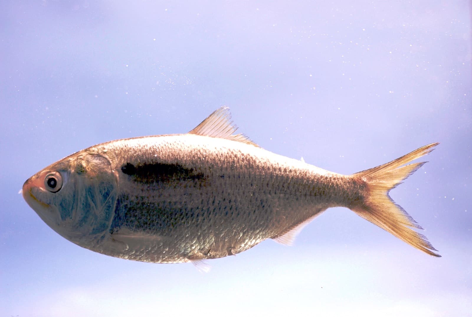 Best Cast Net for Live Bait: A Complete Buyer's Guide