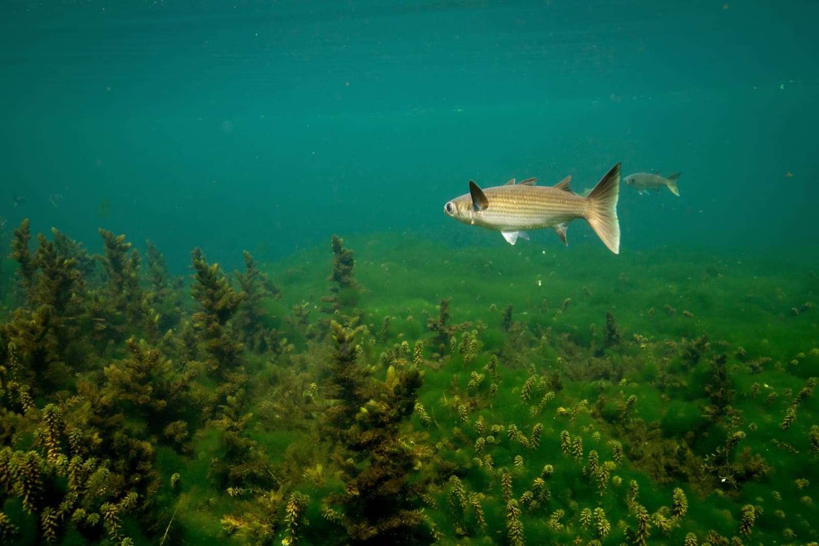 A striped mullet (Mugil cephalus) cruising a weed bed
