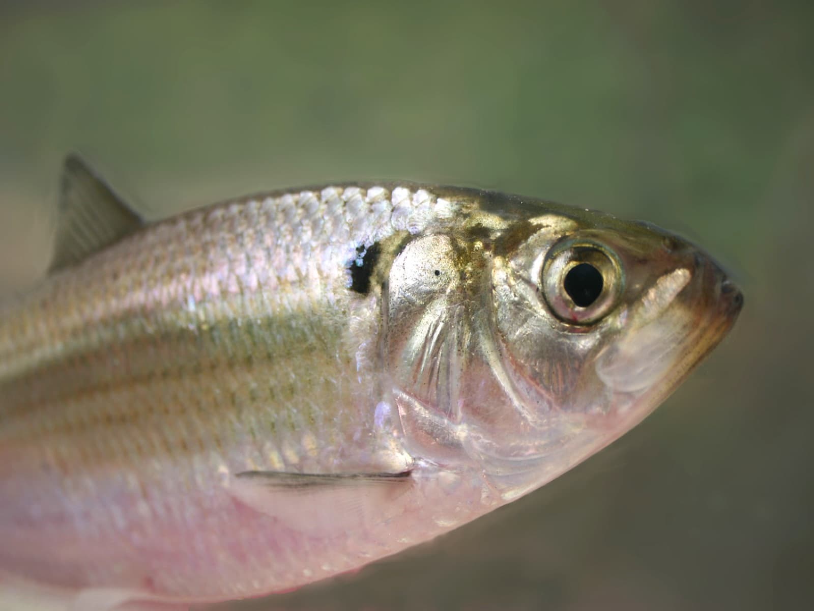 Best Cast Net for Shad and Small Bait
