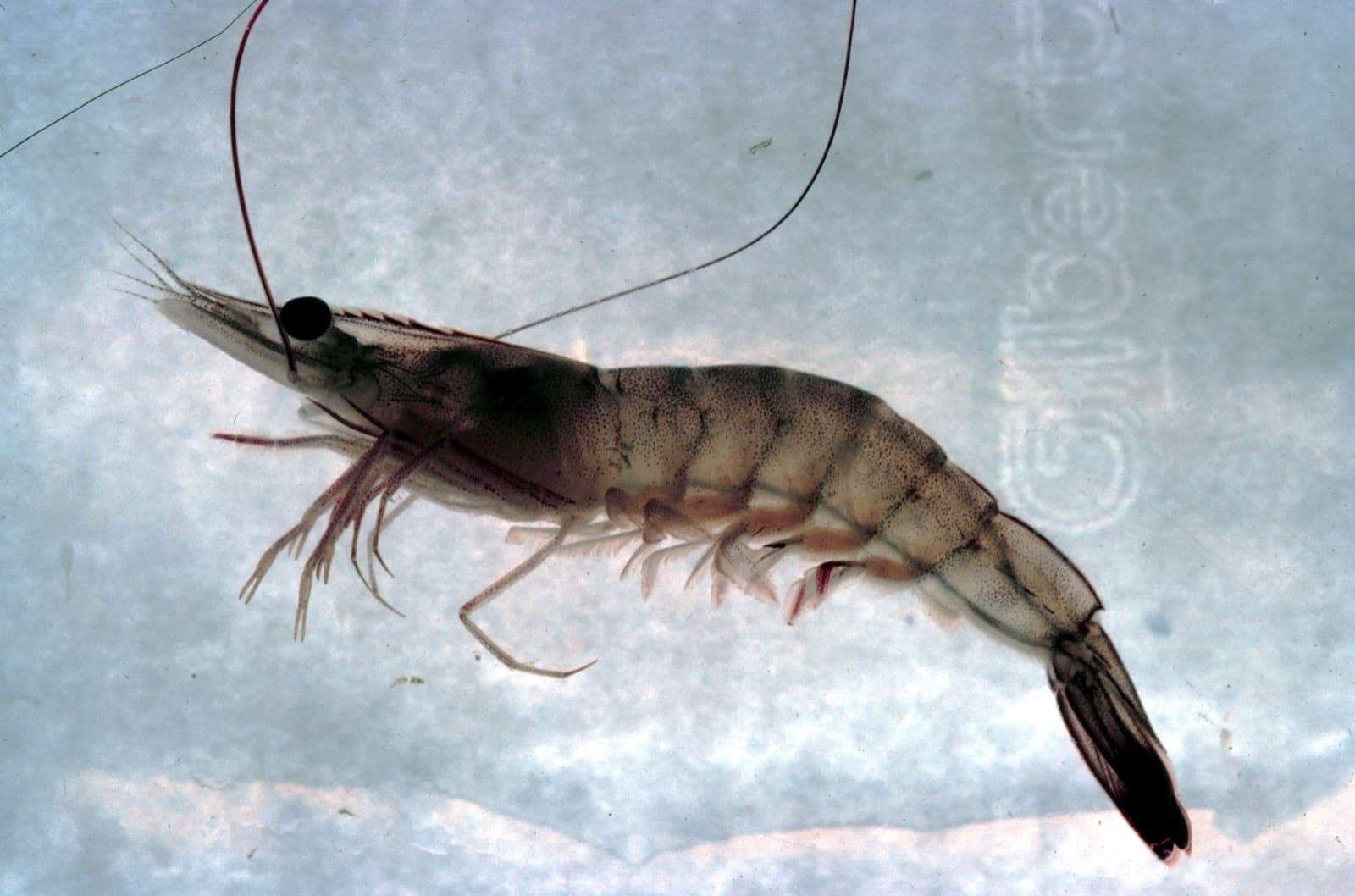 Best Cast Net for Shrimp
