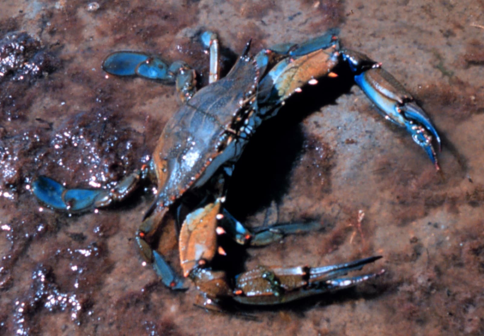 A blue crab (Callinectes sapidus) — the prize catch for most recreational crabbers