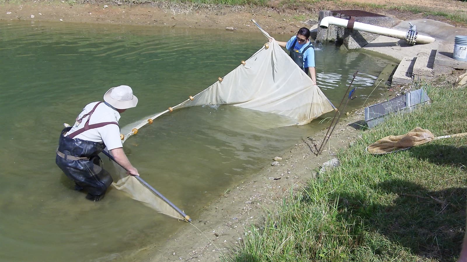 Two-person seining along a shallow shoreline — the classic technique