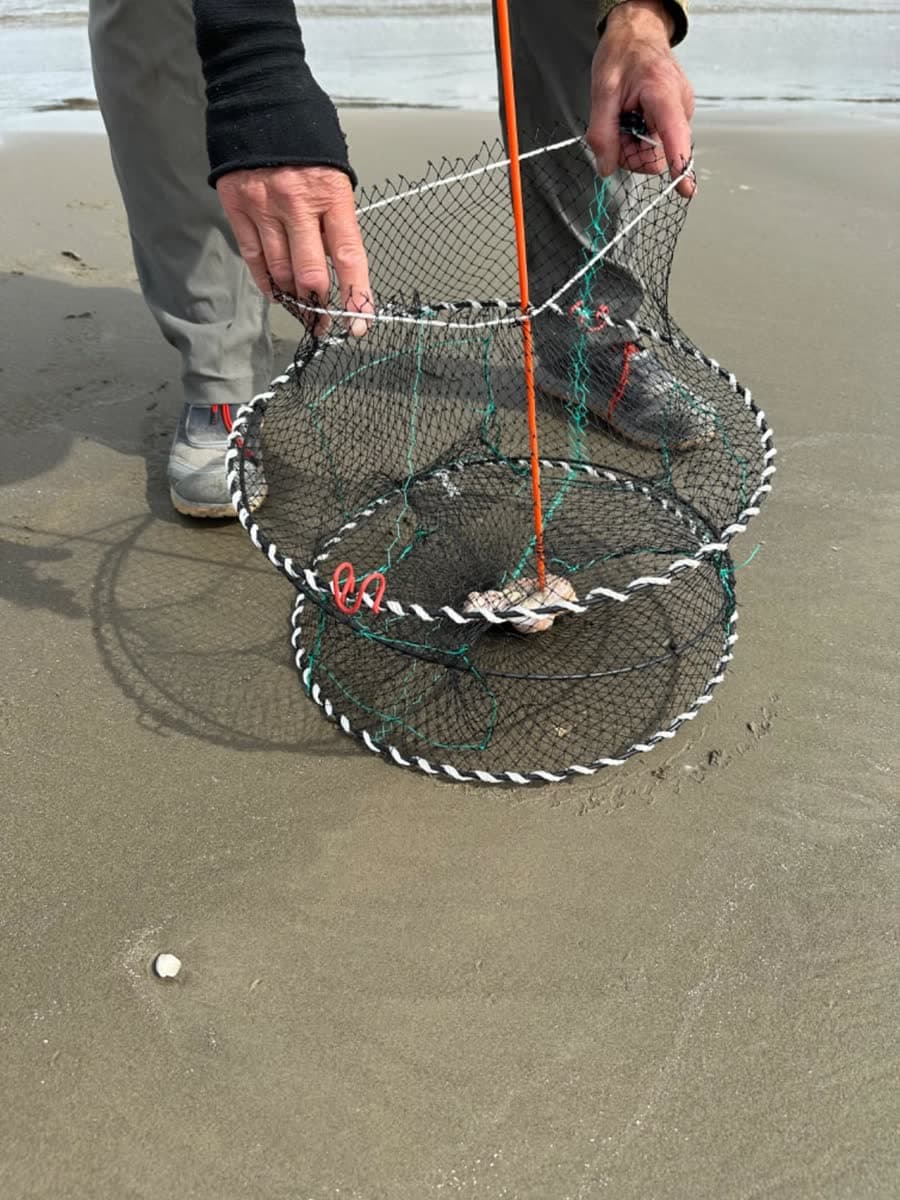 Crab & Spring Traps — image 4