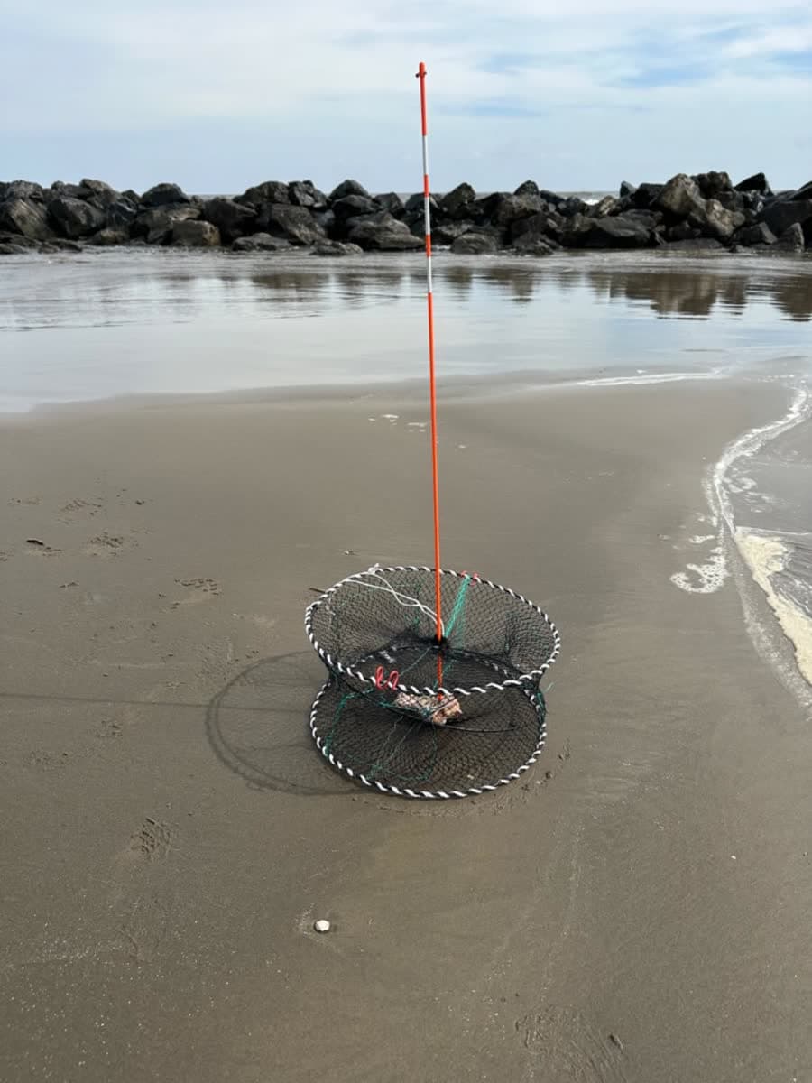 Crab & Spring Traps — image 5