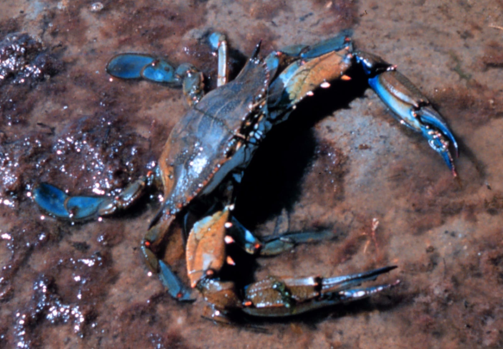 A blue crab (Callinectes sapidus) — the prize catch for most recreational crabbers